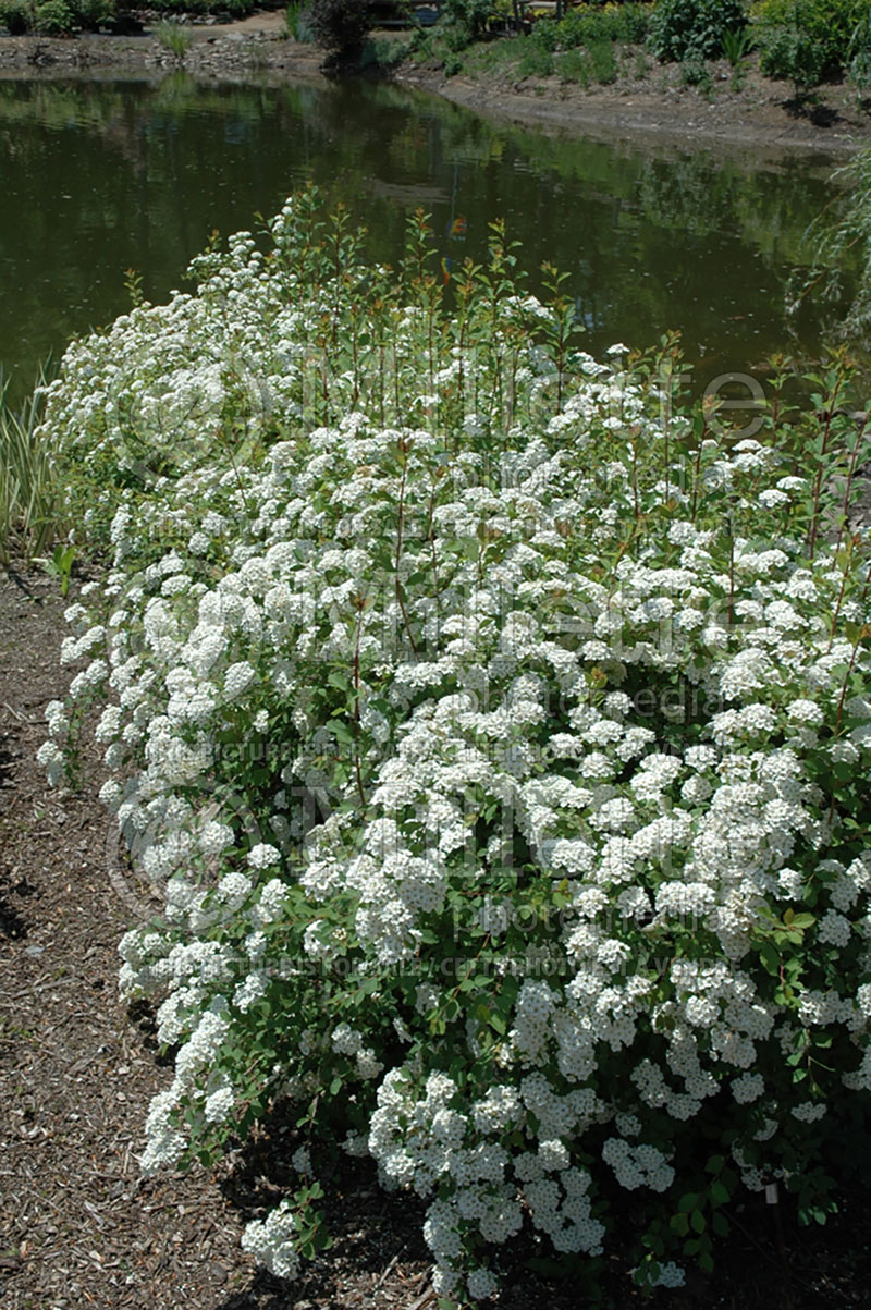 Spiraea vanhouttei (Bridalwreath Spirea) 5