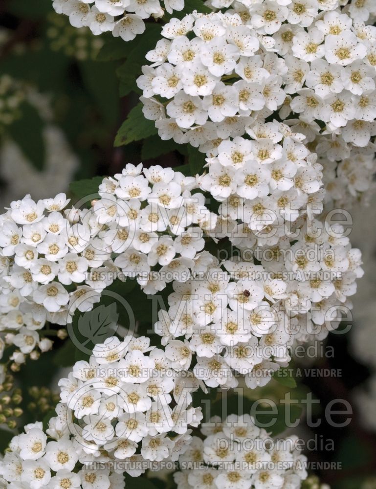 Spiraea vanhouttei (Bridalwreath Spirea) 7