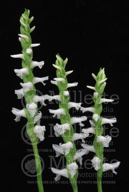 Spiranthes cernua (nodding lady's tresses) 2 