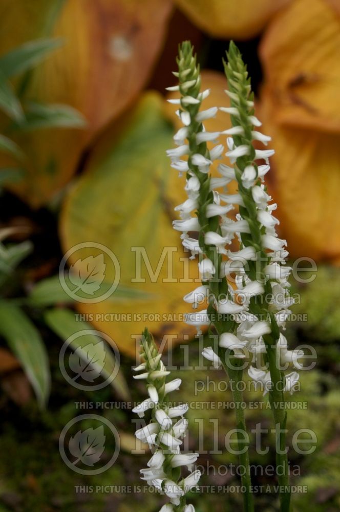 Spiranthes cernua (nodding lady's tresses) 1 