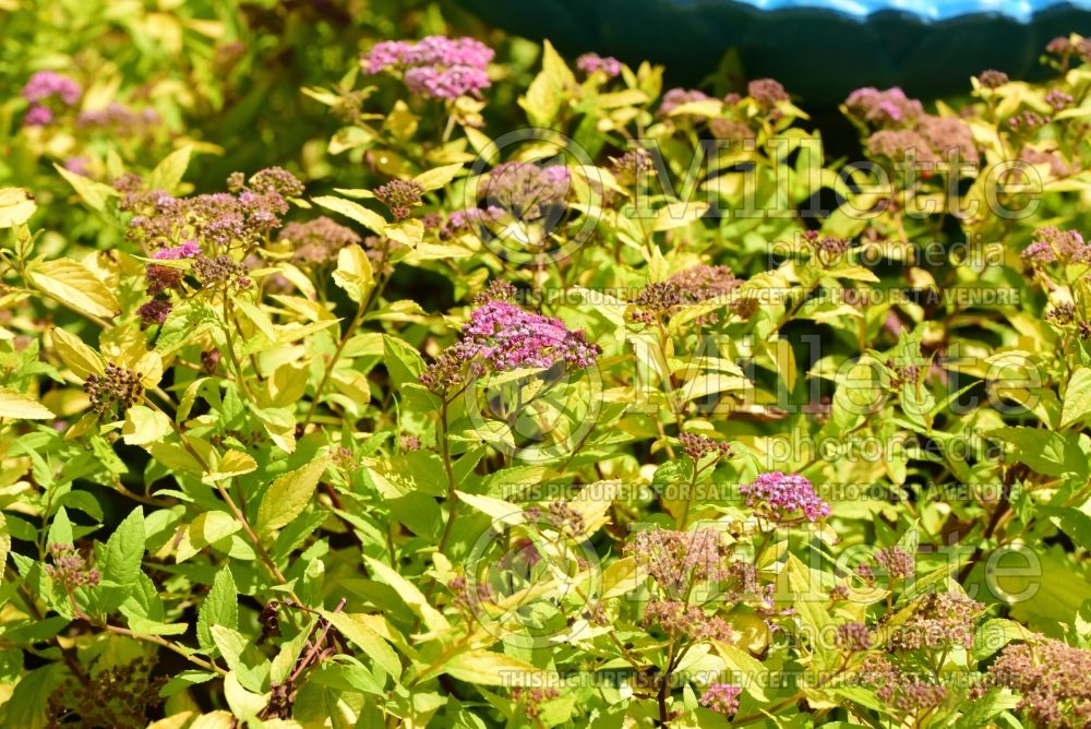 Spirea Little Sizzle aka Lil' Sizzle (Spirea) 1