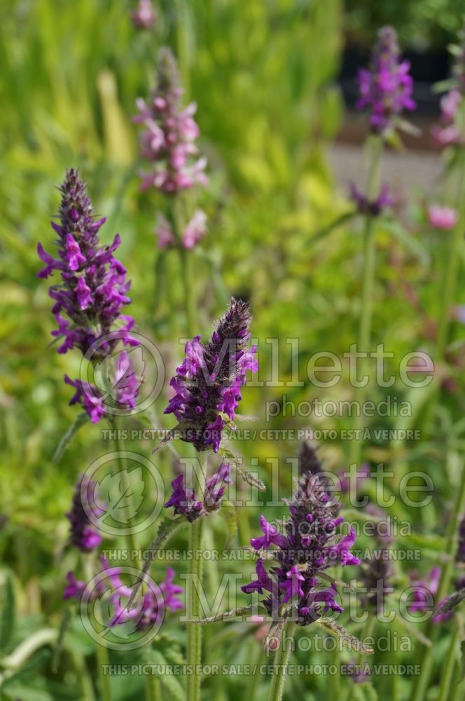 Stachys Densiflorus (Betony Lamb's-Ears) 2 