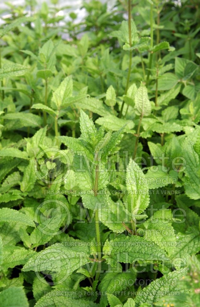 Stachys sieboldii (Chinese Artichoke) 1 