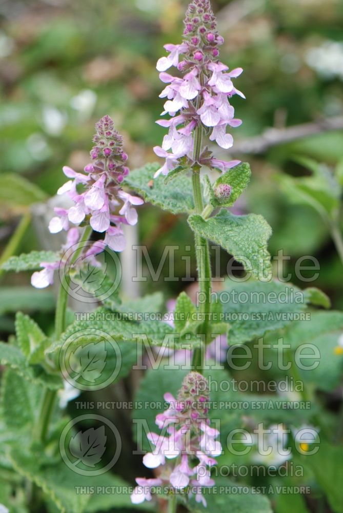 Stachys bullata (Hedge Nettle) 1 