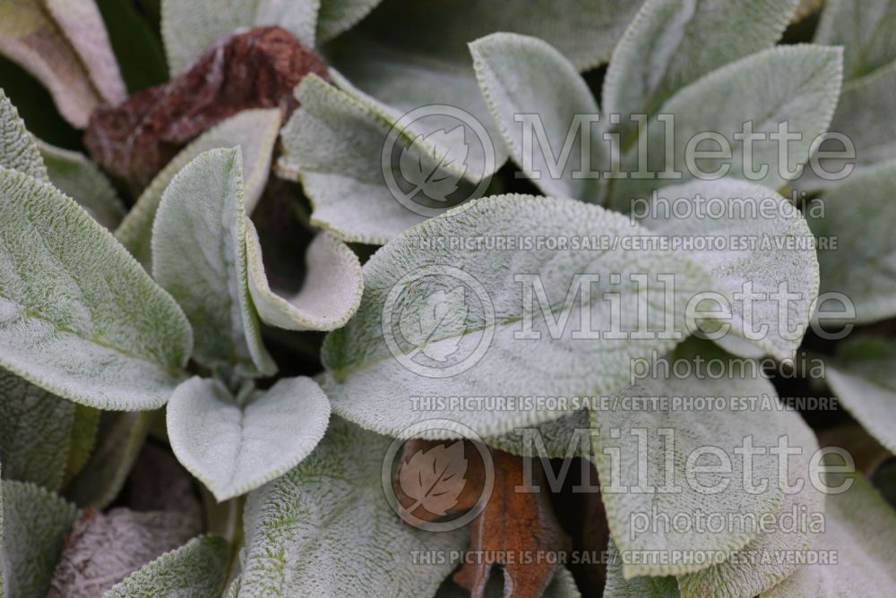 Stachys Big Ears (Alpine Betony Lamb's-Ears) 4 