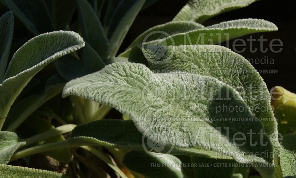 Stachys Big Ears (Alpine Betony Lamb's-Ears) 2 