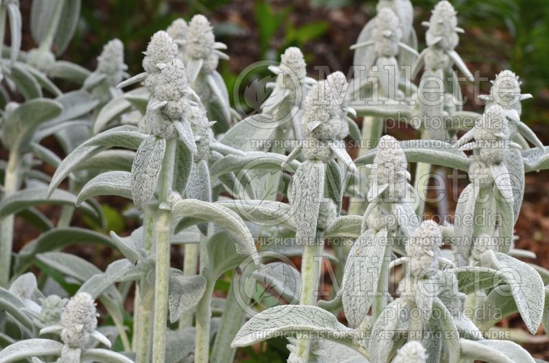 Stachys Cotton Balls aka Cotton Boll (Alpine Betony Lamb's-Ears) 1 