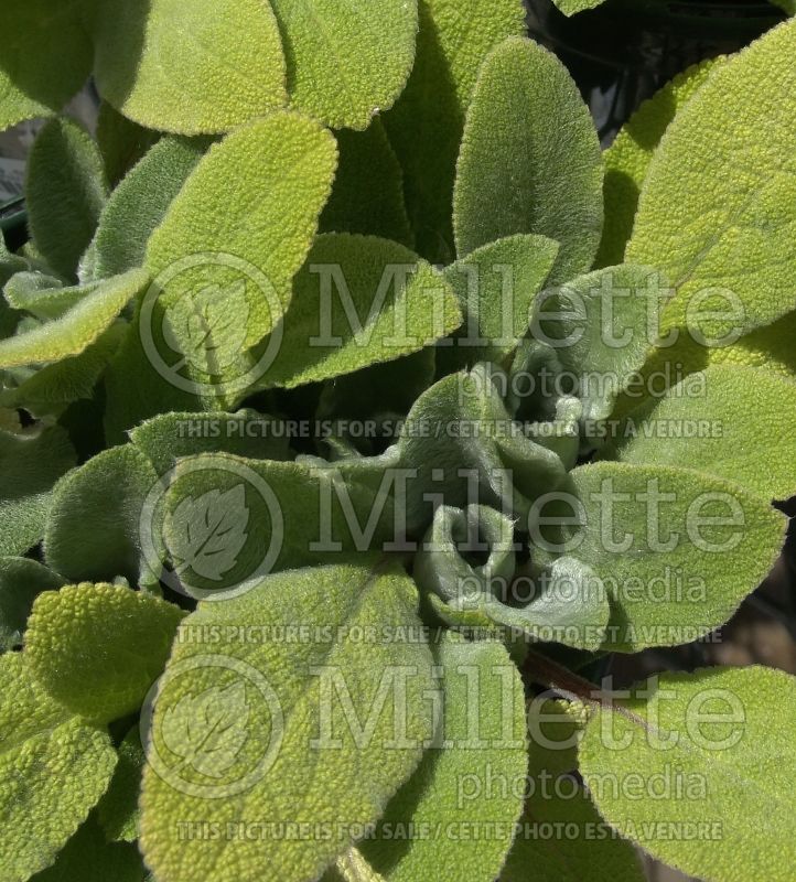 Stachys Fuzzy Wuzzy (Alpine Betony Lamb's-Ears) 1 