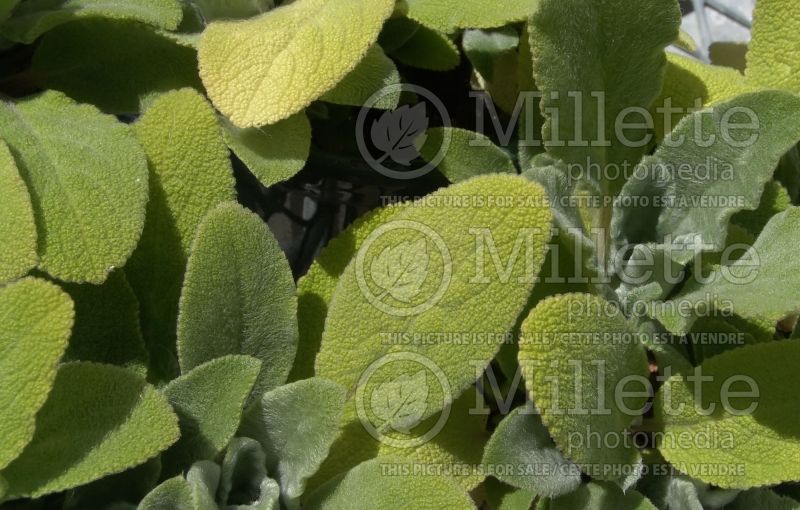 Stachys Fuzzy Wuzzy (Alpine Betony Lamb's-Ears) 2 