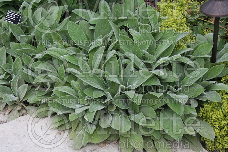 Stachys Helen von Stein (Alpine Betony Lamb's-Ears)  2