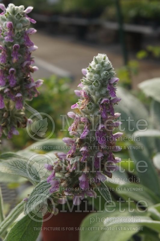 Stachys Helen von Stein (Alpine Betony Lamb's-Ears) 5 