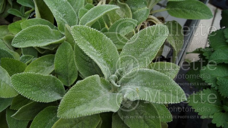 Stachys Helen von Stein (Alpine Betony Lamb's-Ears) 6 