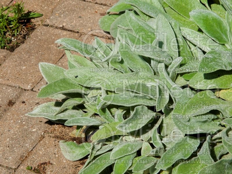 Stachys Silver Carpet (Alpine Betony Lamb's-Ears) 7 