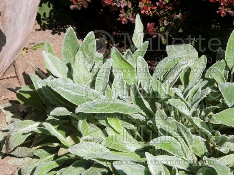 Stachys Silver Carpet (Alpine Betony Lamb's-Ears) 8 