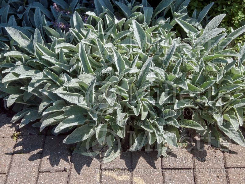 Stachys Silver Carpet (Alpine Betony Lamb's-Ears) 9 