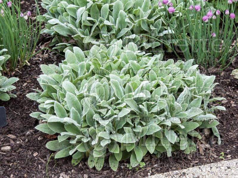 Stachys Silver Carpet (Alpine Betony Lamb's-Ears) 11 