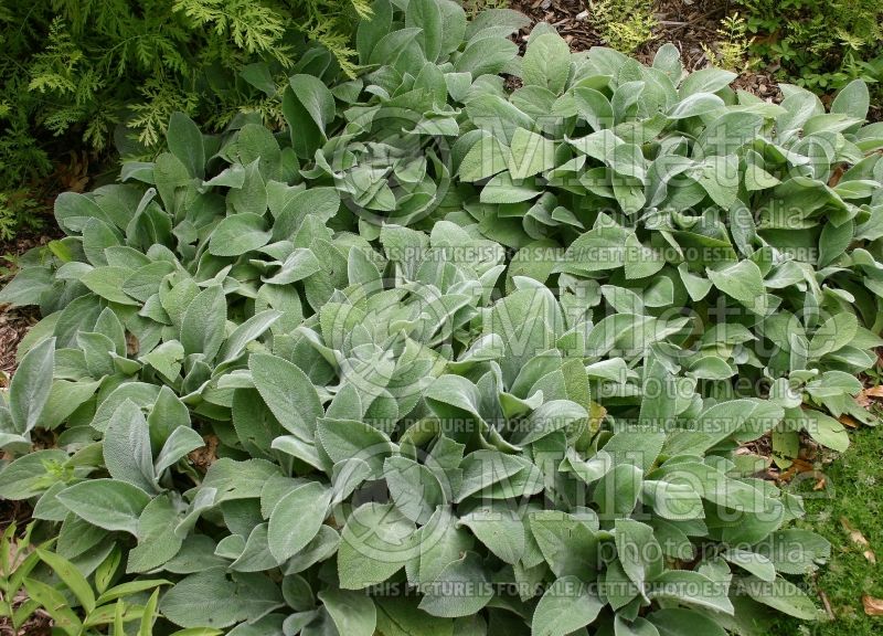 Stachys Silver Carpet (Alpine Betony Lamb's-Ears) 1 