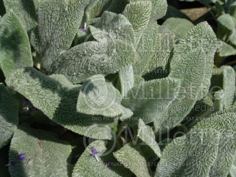 Stachys Silver Carpet (Alpine Betony Lamb's-Ears) 3 