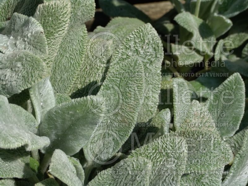 Stachys Silver Carpet (Alpine Betony Lamb's-Ears) 4 