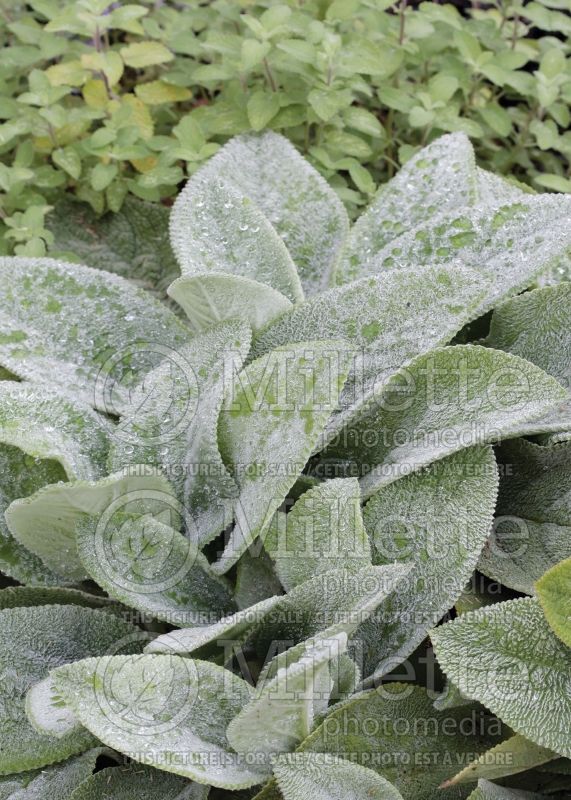 Stachys Silver Carpet (Alpine Betony Lamb's-Ears) 6 