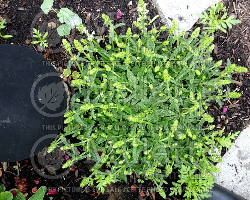 Stachys Alba (Alpine Betony Lamb's-Ears)  1