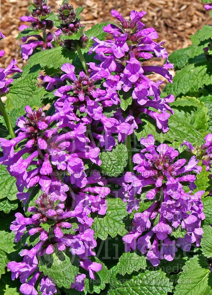 Stachys Robusta (Alpine Betony Lamb's-Ears - oreille d’ours) 2 