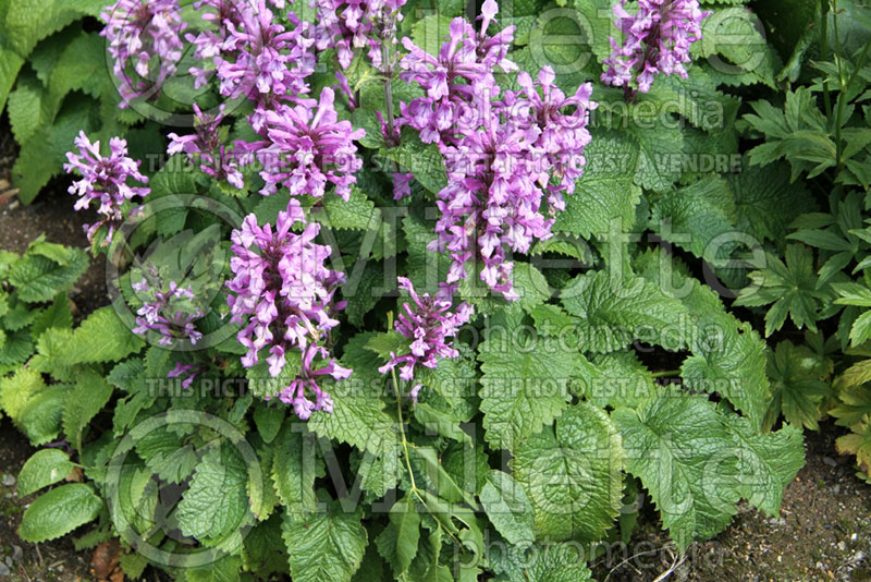 Stachys Superba (Alpine Betony Lamb's-Ears) 1 