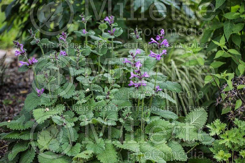 Stachys Superba (Alpine Betony Lamb's-Ears) 2 