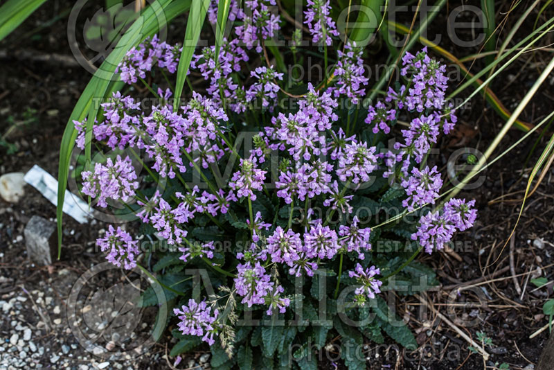 Stachys minima aka spathulate (Dwark Betony) 2 