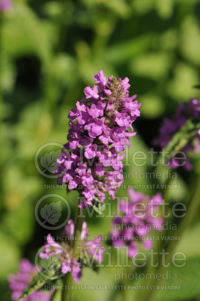 Stachys Hummelo (Alpine Betony Lamb's-Ears)  6