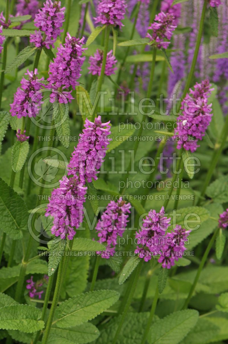 Stachys Hummelo (Alpine Betony Lamb's-Ears) 9 