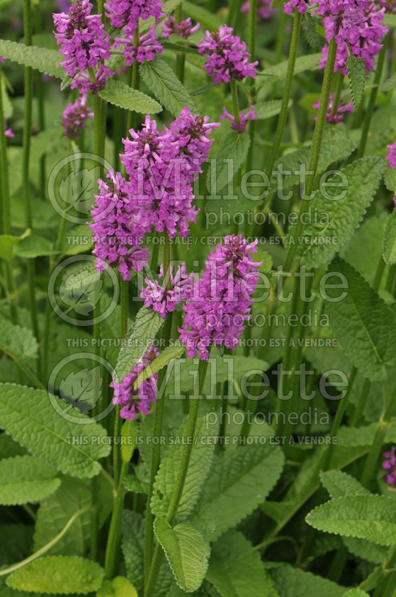 Stachys Hummelo (Alpine Betony Lamb's-Ears)  8