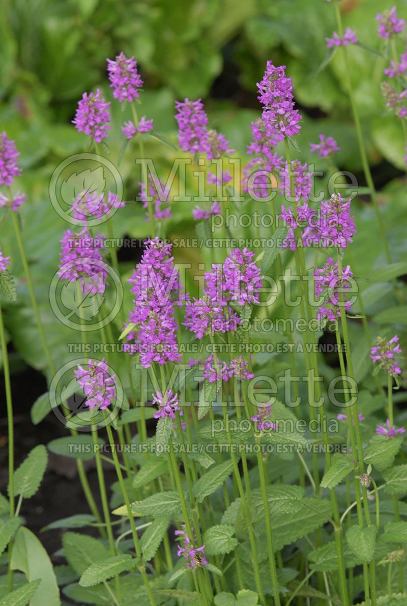 Stachys Hummelo (Alpine Betony Lamb's-Ears)  13