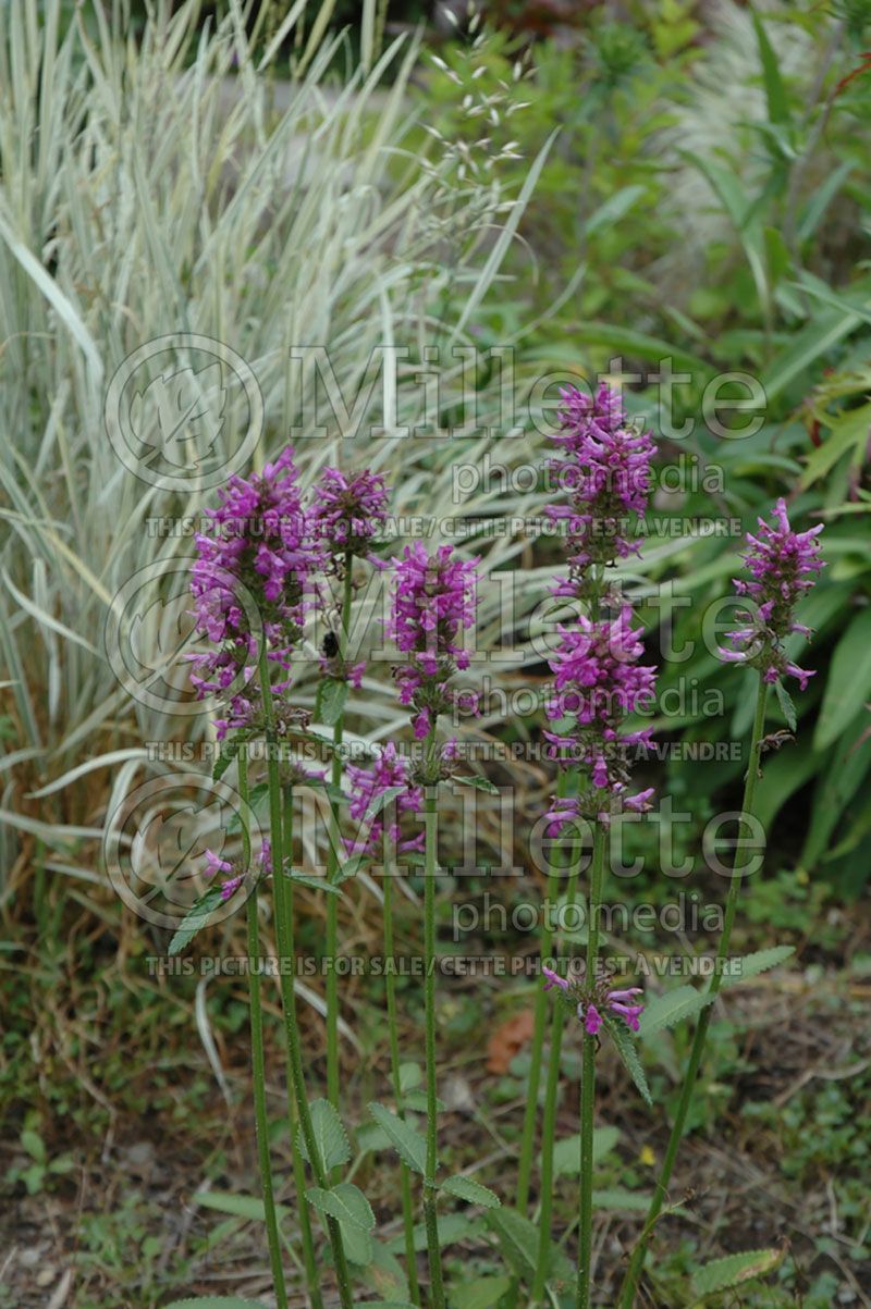 Stachys Hummelo (Alpine Betony Lamb's-Ears)  14