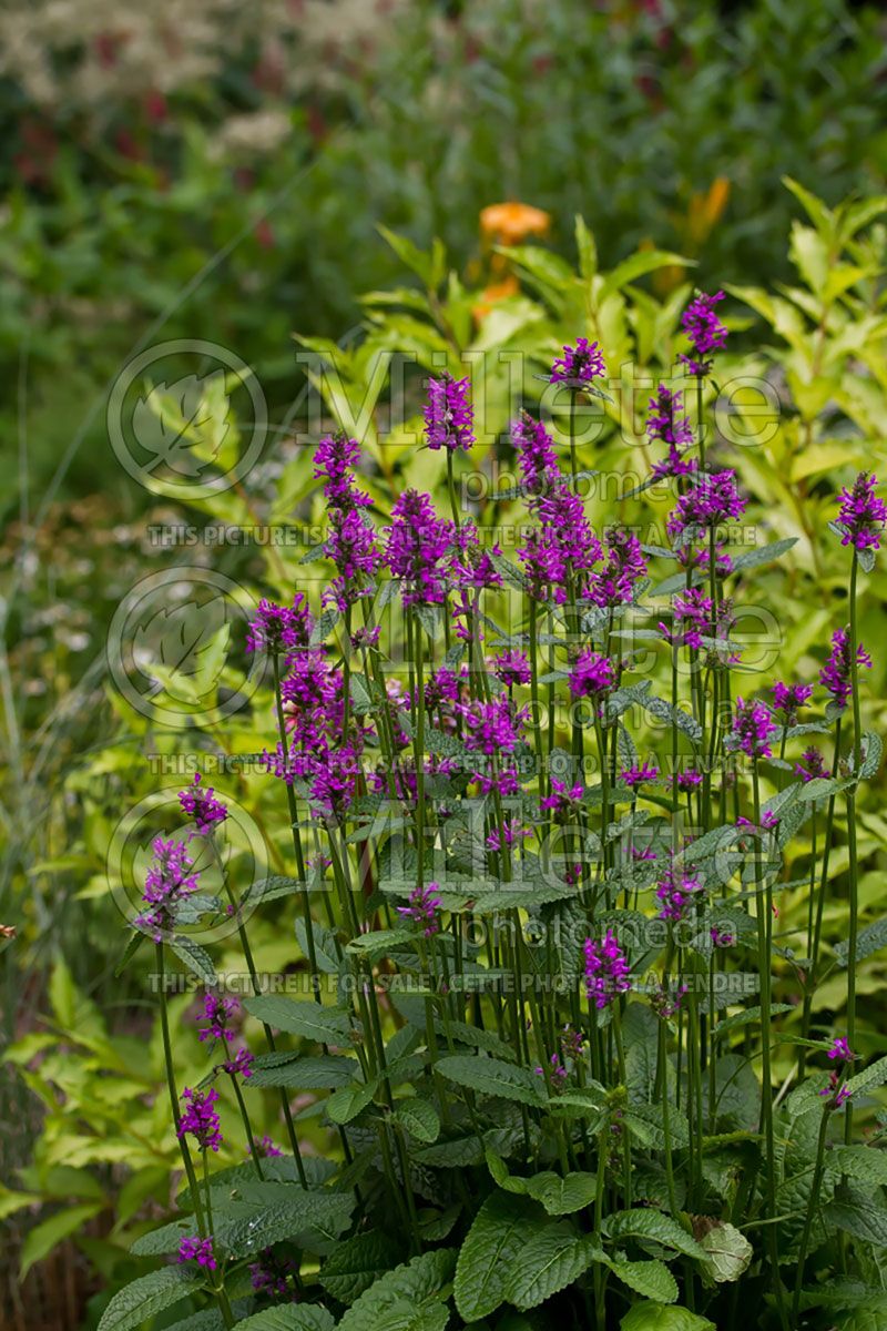 Stachys Hummelo (Alpine Betony Lamb's-Ears)  5