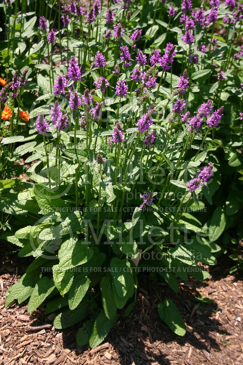 Stachys Hummelo (Alpine Betony Lamb's-Ears)  1