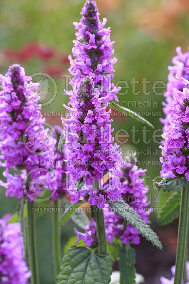 Stachys Hummelo (Alpine Betony Lamb's-Ears)  3