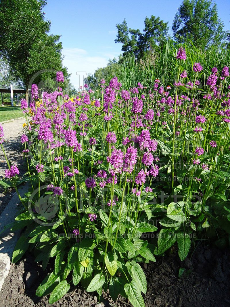 Stachys Hummelo (Alpine Betony Lamb's-Ears)  11