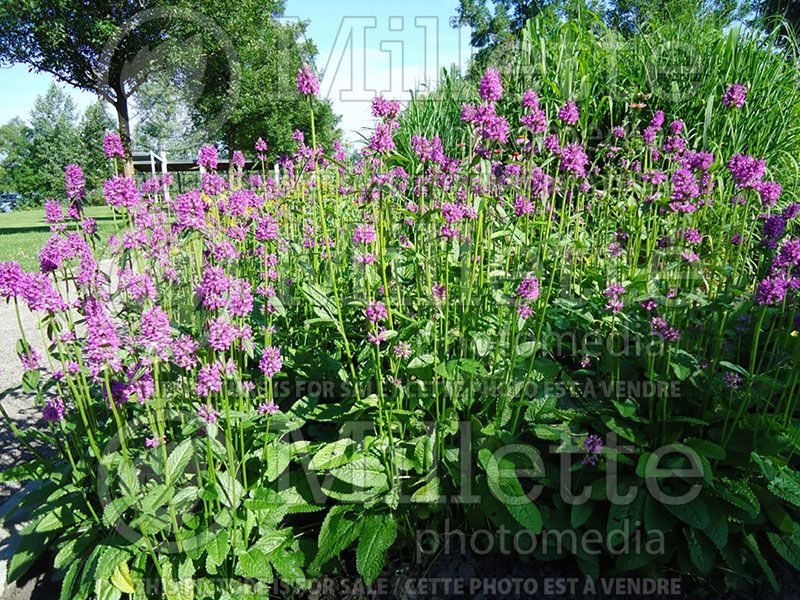 Stachys Hummelo (Alpine Betony Lamb's-Ears)  12