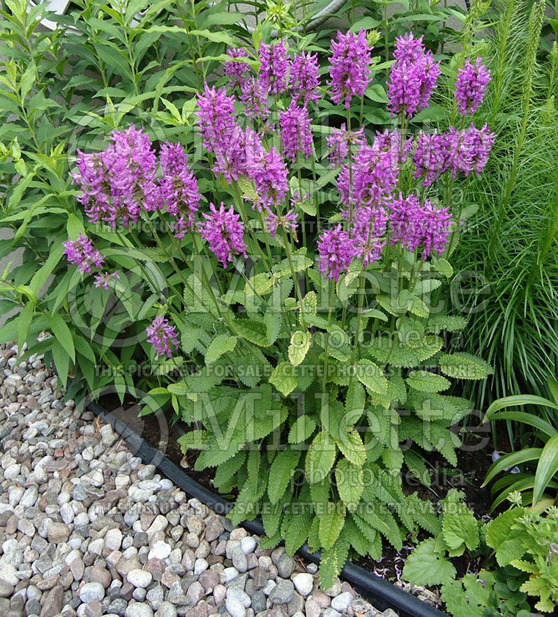 Stachys Hummelo (Alpine Betony Lamb's-Ears)  10