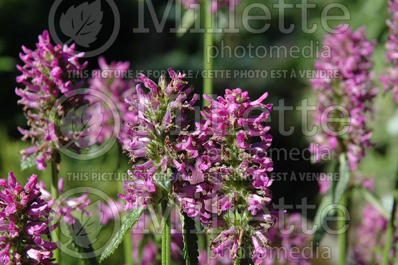 Stachys Hummelo (Alpine Betony Lamb's-Ears) 17