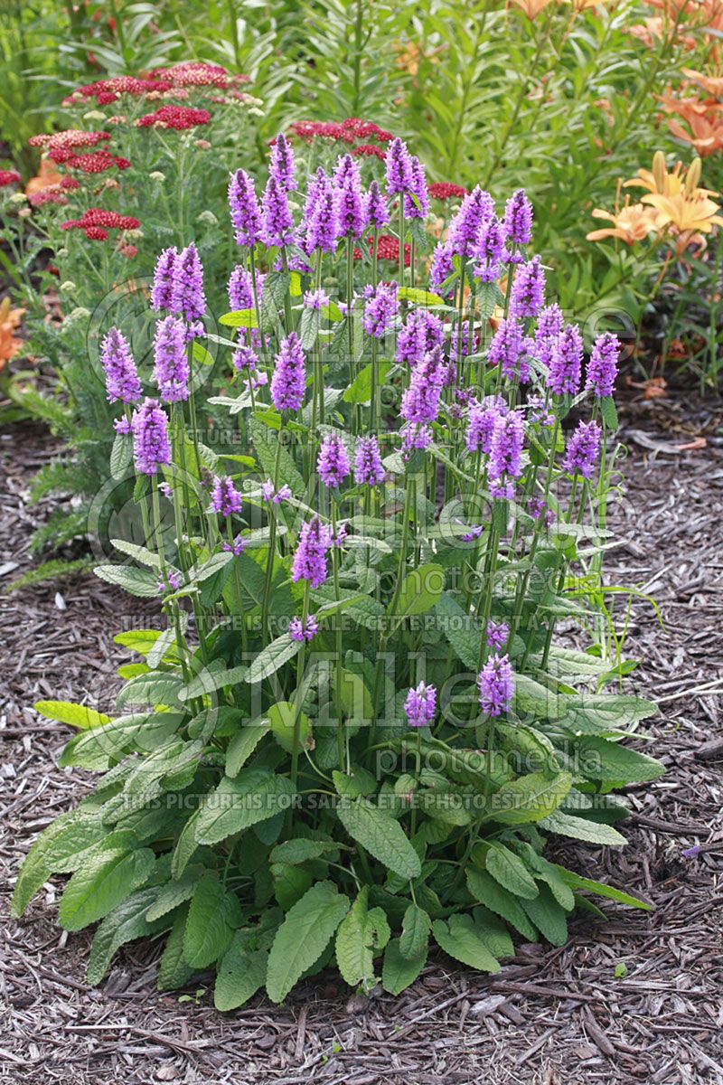 Stachys Hummelo (Alpine Betony Lamb's-Ears)  4