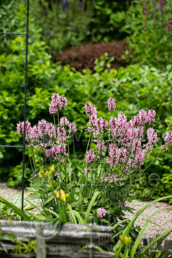 Stachys Pink Cotton Candy (Alpine Betony Lamb's-Ears) 1 