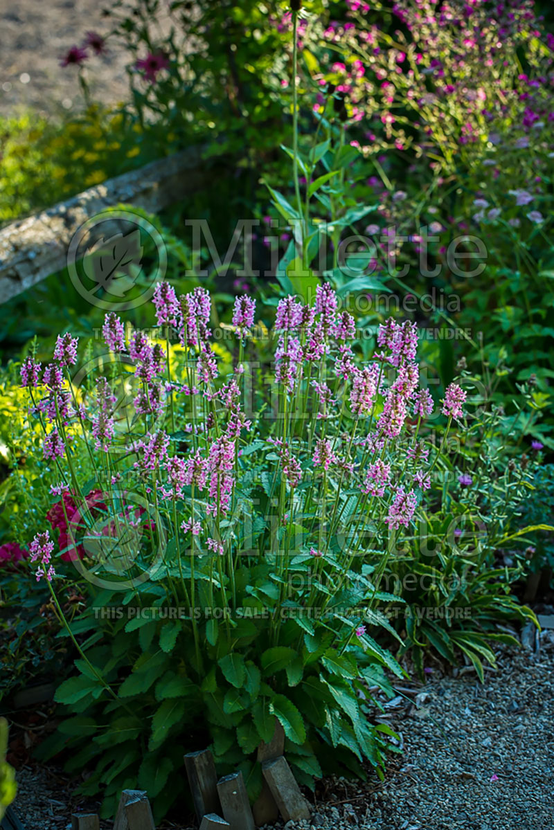 Stachys Pink Cotton Candy (Alpine Betony Lamb's-Ears) 2 