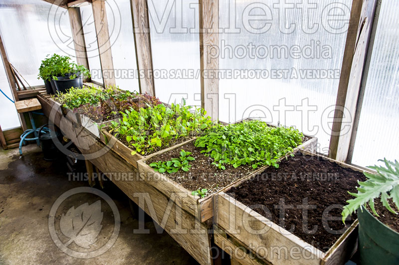 Starting plants on potting table - garden works 2