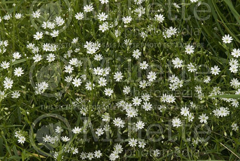 Stellaria graminea (Lesser Stichwort) 1