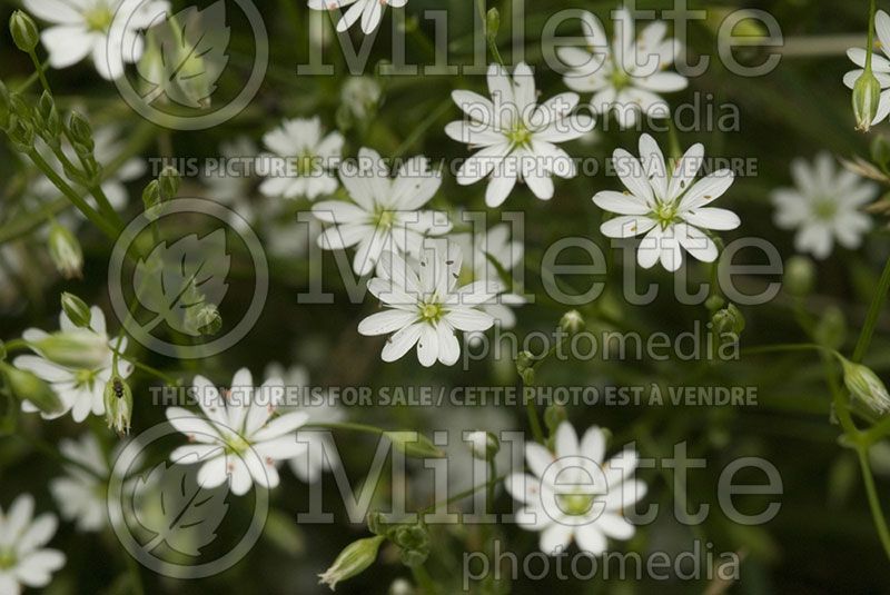 Stellaria graminea (Lesser Stichwort) 2