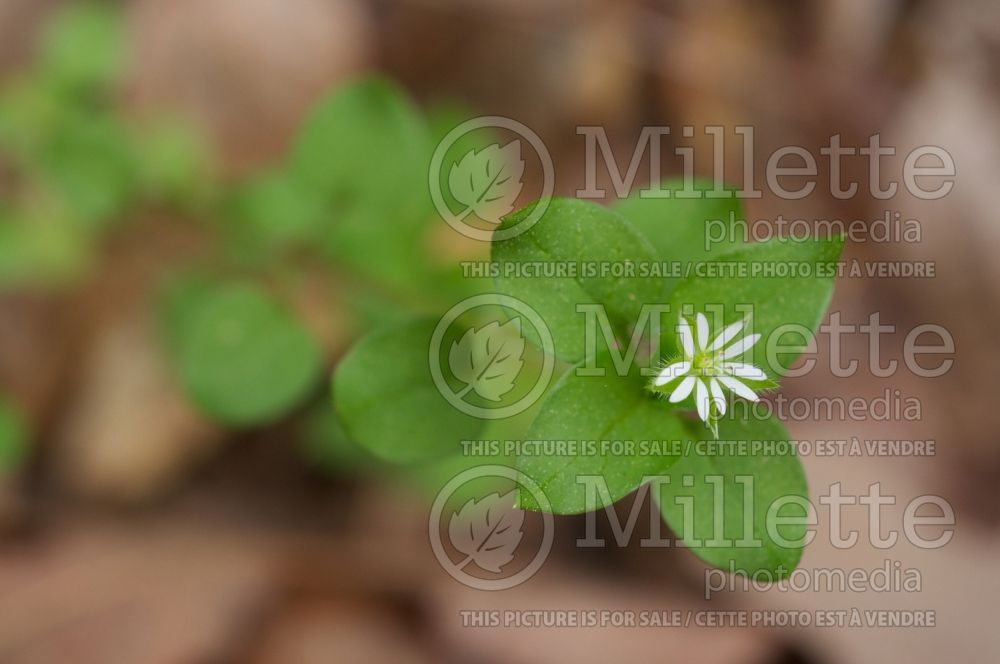 Stellaria media (chickweed) 1 