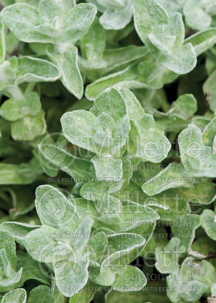 Stemodia lanata or tomentosa (woolly stemodia) 3 