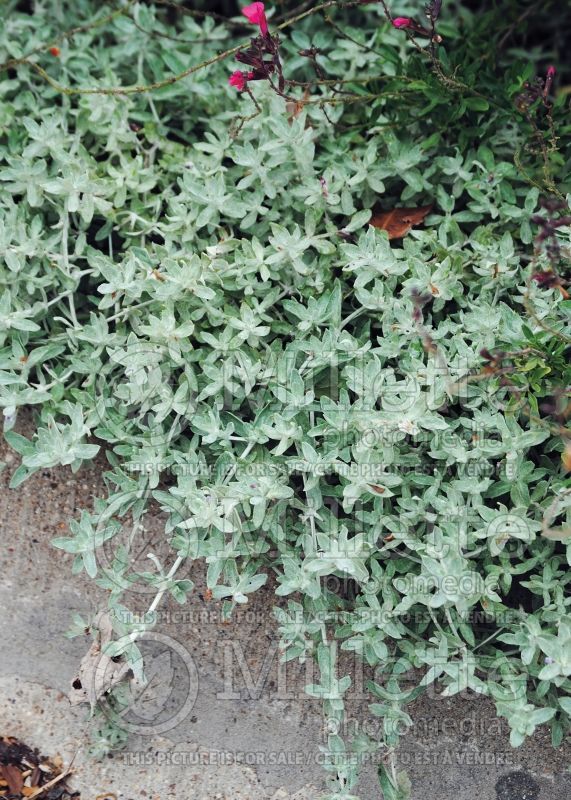 Stemodia lanata or tomentosa (woolly stemodia) 2 